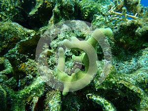 Thin finger coral Porites divaricata undersea, Caribbean Sea, Cuba, Playa Cueva de los peces