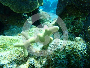 Thin finger coral Porites divaricata undersea, Caribbean Sea, Cuba, Playa Cueva de los peces photo