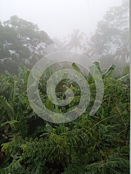 Thin fog at banana plantation