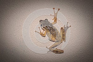 Thin Frog on the wall