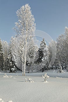 Thin high birches amidst grove with spruces in deep snow