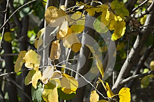 Thin Irga tree trunks with yellowing leaves in autumn