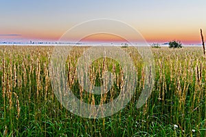 A thin layer of fog on a horizon with a pink strip on the eastern side of the sky above the field grasses