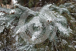 Thin layer of snow on branches of spruce