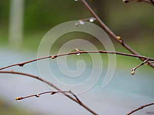 Thin Leafless Twigs of a Tree with Raindrops