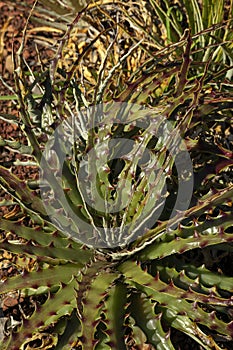 Thin leaves with thorns of a guapilla (hechtia glomerata)