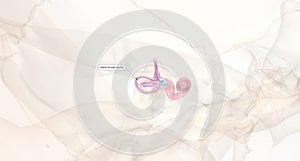 The thin, looping semicircular canals detect rotational movements and are arranged at right angles to each other