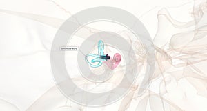 The thin, looping semicircular canals detect rotational movements and are arranged at right angles to each other