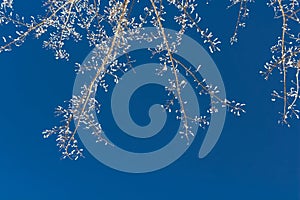 Thin openwork branches of a tree in hoarfrost in winter with pieces of snow on a blue sky background, a contrast image with a copy