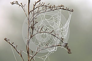 Cobweb with morning dew on a dry grass