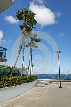Thin palm trees over the bushes with wall outside the building at the bay in Miami, Florida