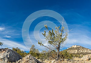 Thin Pine Tree in Mountainous Region