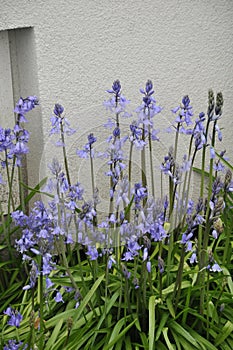 thin plants with purple flowers in small garden in Kastrup