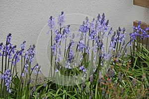 thin plants with purple flowers in small garden in Kastrup