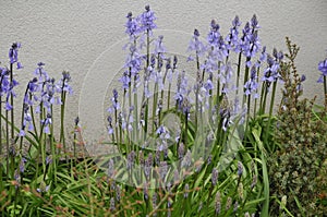 thin plants with purple flowers in small garden in Kastrup