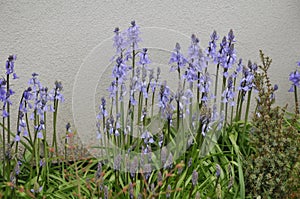 thin plants with purple flowers in small garden in Kastrup