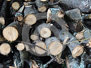 Thin sawn tree trunks covered with blue lichen or moss