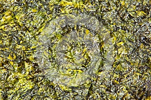 Thin Seaweed Sheet Fried in Olive Oil photo