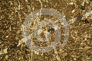 Thin section of limestone under the microscope