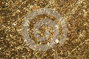 Thin section of limestone under the microscope