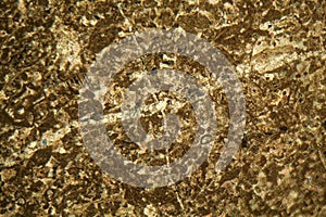 Thin section of limestone under the microscope