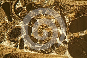Thin section of Miocene limestone under the microscope
