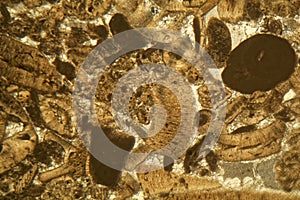 Thin section of Miocene limestone under the microscope