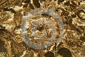 Thin section of Miocene limestone under the microscope photo