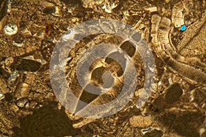 Thin section of Miocene limestone under the microscope photo