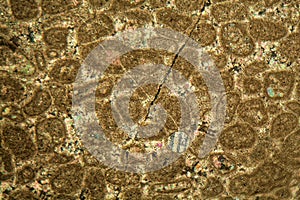 Thin section of Paleozoic limestone under the microscope