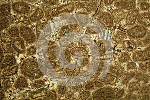 Thin section of Paleozoic limestone under the microscope