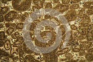 Thin section of Paleozoic limestone under the microscope