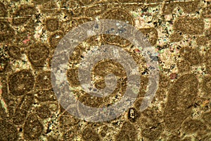 Thin section of Paleozoic limestone under the microscope