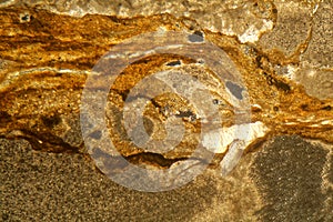 Thin section of Triassic carbonate under the microscope