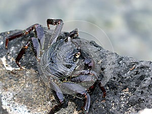 Thin-shelled Rock Crab - Grapsus tenuicrustatus photo
