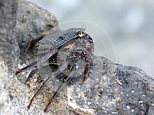 Thin-shelled Rock Crab profile - Grapsus tenuicrustatus photo