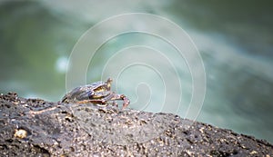 Thin shelled rock or grapsid crab, Grapsus Tenuicrustatus, sitting on rock, Kauai, Hawaii, USA photo