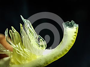 A thin slice of lemon has been cut and placed on a black background