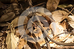 Thin snake probably genus Liophidium, reservation Ankarana, Madagascar