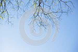 Thin spring twigs of a tree against a blue sky.