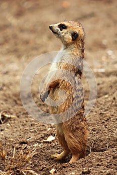 Thin tail mongoose