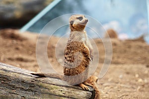 Thin tail mongoose