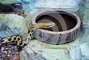 Thin tailed climbing skid, snake, drinking water, danger animal close up