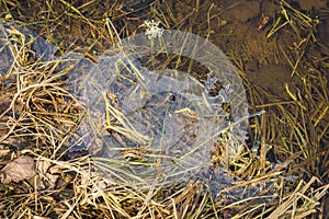 Thin transparent figurate layer of ice on water surface