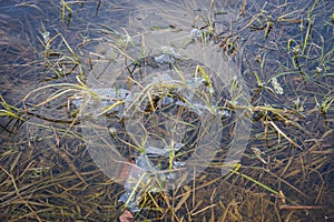 Thin transparent figurate layer of ice on water surface