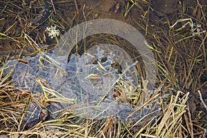 Thin transparent figurate layer of ice on water surface