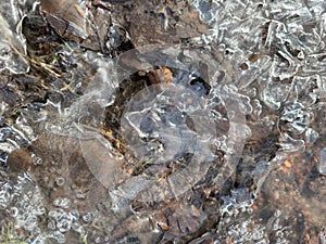 thin transparent ice on a puddle in the park on a spring day, foliage through the ice, dry grass through ice