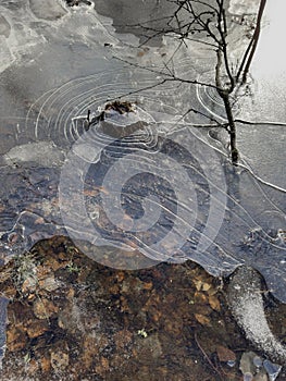 thin transparent ice on a puddle in the park on a spring day, foliage through the ice, tree through ice