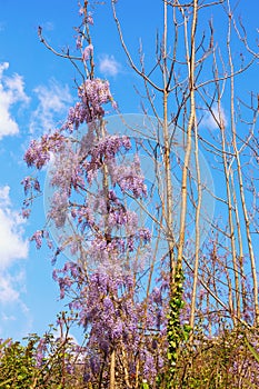 Thin trunks of young trees twined with vines of blooming wisteria