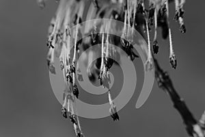 On a thin twig are tree flowers with tassels similar to a salute.